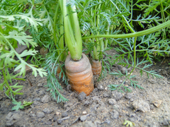 Daucus carota sativus
