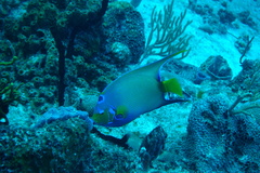 Holacanthus ciliaris