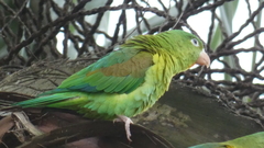 Brotogeris jugularis