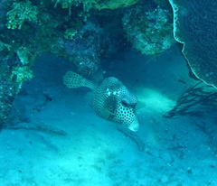 Lactophrys bicaudalis