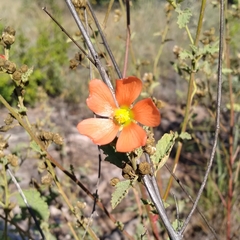 Sphaeralcea incana
