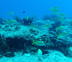 Haemulon flavolineatum