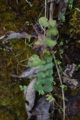 Pellaea cordifolia