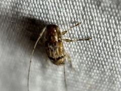 Urgleptes sandersoni