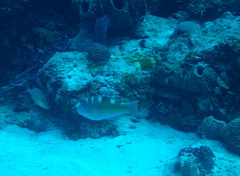 Halichoeres radiatus