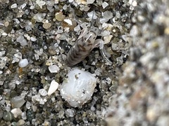 Bellorchestia quoyana