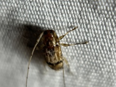 Urgleptes sandersoni