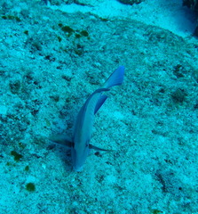 Acanthurus chirurgus