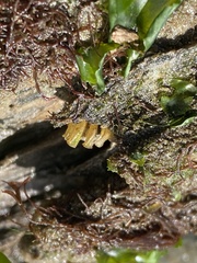 Muricidae