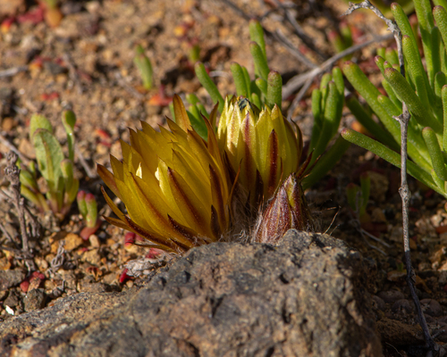 Eriosyce riparia