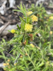 Acacia aspera