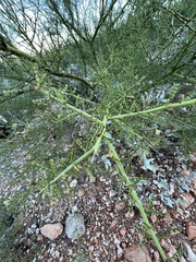 Parkinsonia