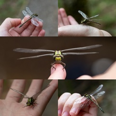 Ophiogomphus carolus