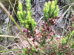 Erica plukenetii