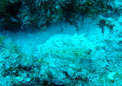 Coryphopterus eidolon