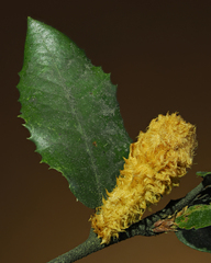 Heteroecus melanoderma