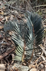 Macrozamia spiralis