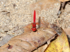 Diplacodes haematodes