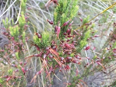 Erica plukenetii