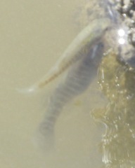 Fundulus heteroclitus