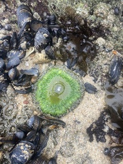 Anthopleura