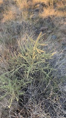 Amaranthus