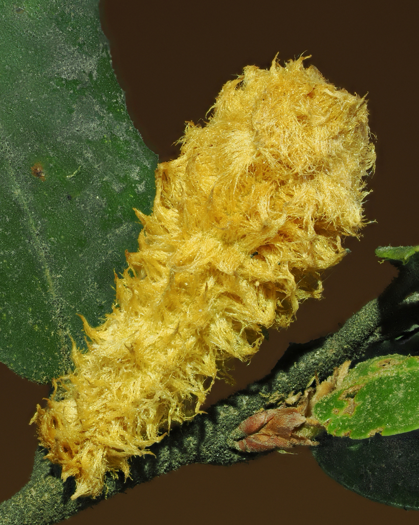 Golden Gall Wasp