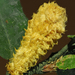 Golden Gall Wasp - Photo (c) David Greenberger, some rights reserved (CC BY-NC-ND), uploaded by David Greenberger