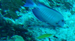 Acanthurus chirurgus