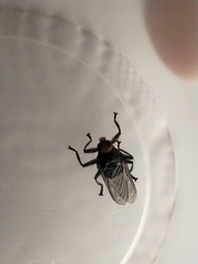 Hippoboscidae