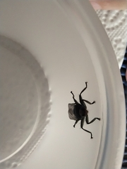 Hippoboscidae