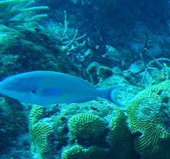 Sparisoma chrysopterum