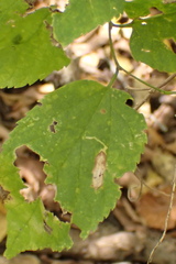Phyllonorycter celtisella