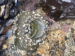 Anthopleura