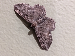 Rheumaptera meadii