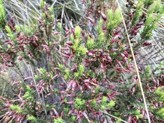 Erica plukenetii