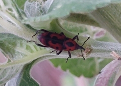 Rhodobaenus