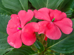 Impatiens walleriana