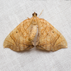Eulithis gracilineata