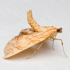 Eulithis gracilineata