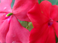 Impatiens walleriana