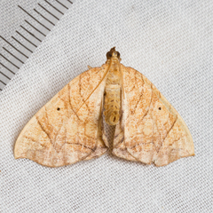 Eulithis gracilineata