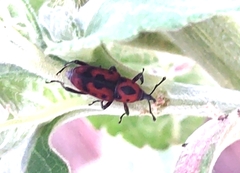 Rhodobaenus