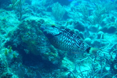 Sparisoma viride