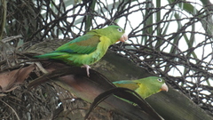 Brotogeris jugularis