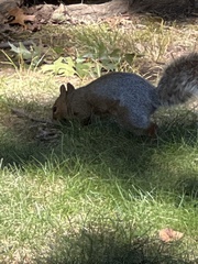 Sciurus carolinensis