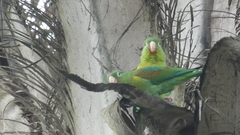 Brotogeris jugularis