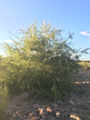 Chilopsis linearis arcuata