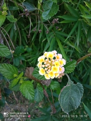 Lantana