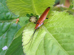 Ellipsidion humerale